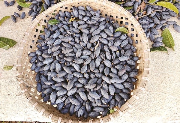 Nhớ món xôi trám ngày thu