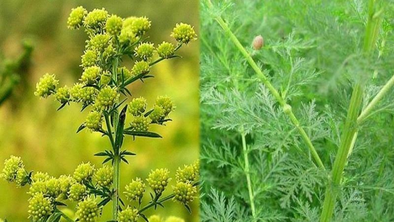 Sử dụng cây thuốc dân gian vào phòng, chống Covid-19